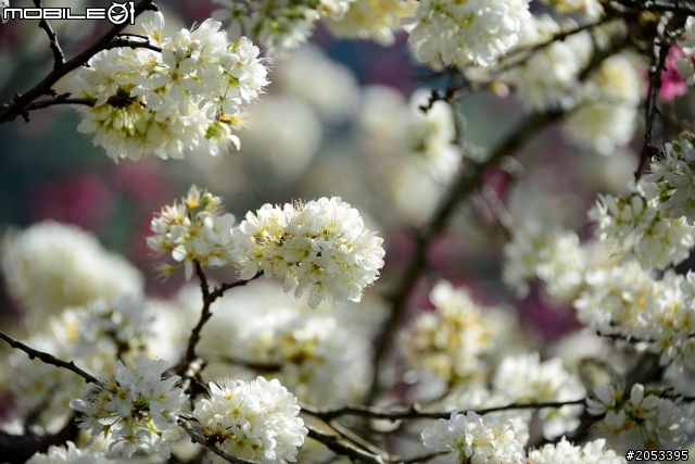 南投草坪頭櫻花花況分享(2014/1/22)