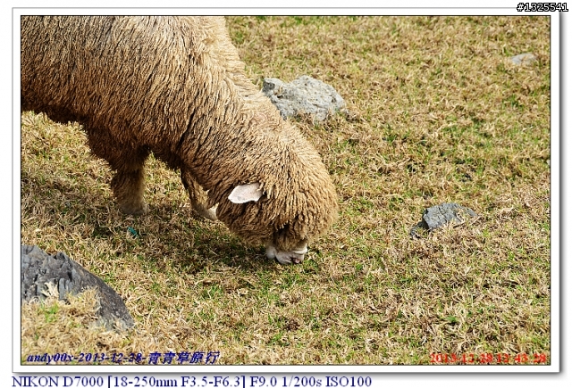 青青草原綿羊秀