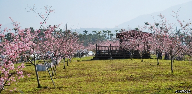河津櫻 の 粉色系浪漫 * 南投鹿谷 . 小半天石馬公園