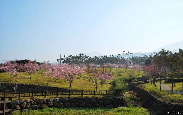 河津櫻 の 粉色系浪漫 * 南投鹿谷 . 小半天石馬公園
