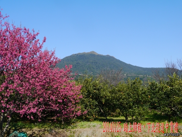20140125  平菁街42巷陽明山賞櫻之旅