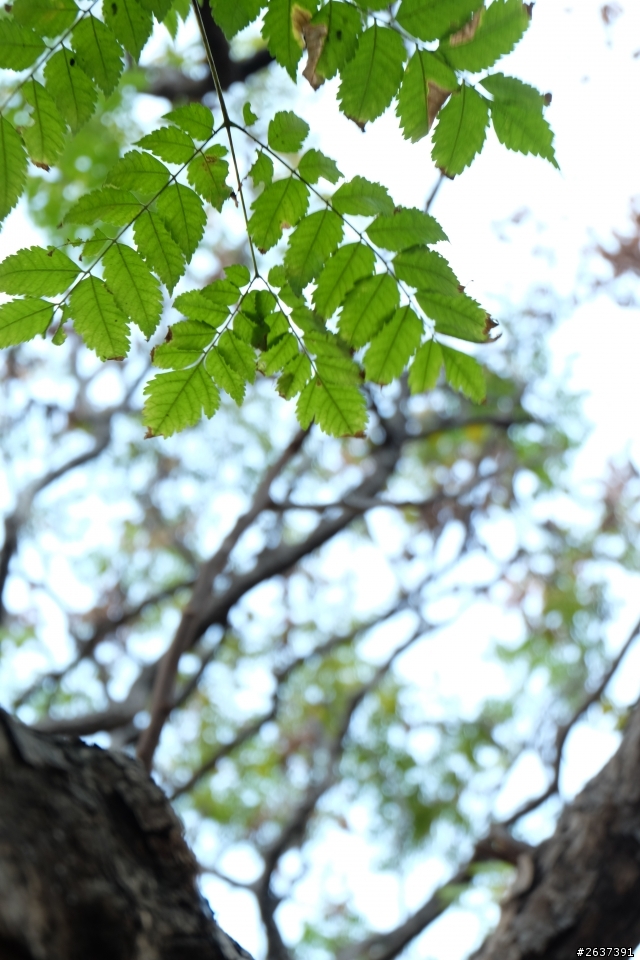 FUJIFILM X-M1 生活隨拍
