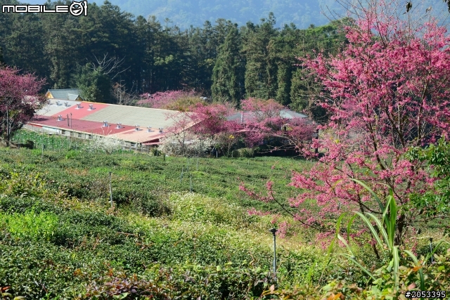 南投草坪頭櫻花花況分享(2014/1/22)