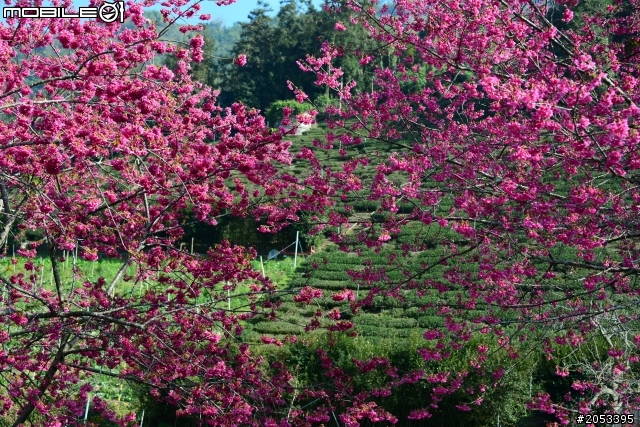 南投草坪頭櫻花花況分享(2014/1/22)