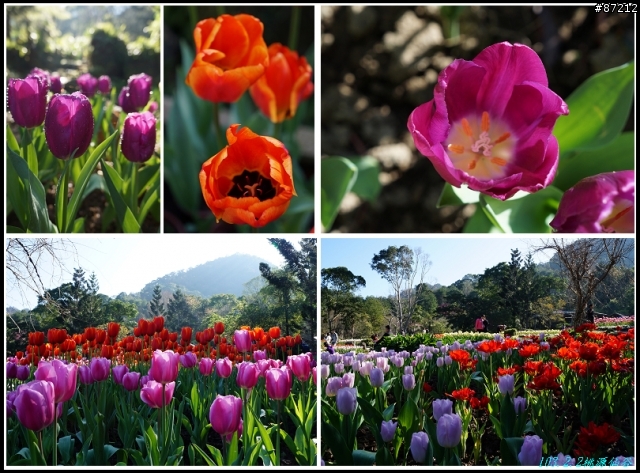 春遊~桃源仙谷~鬱金香花季!