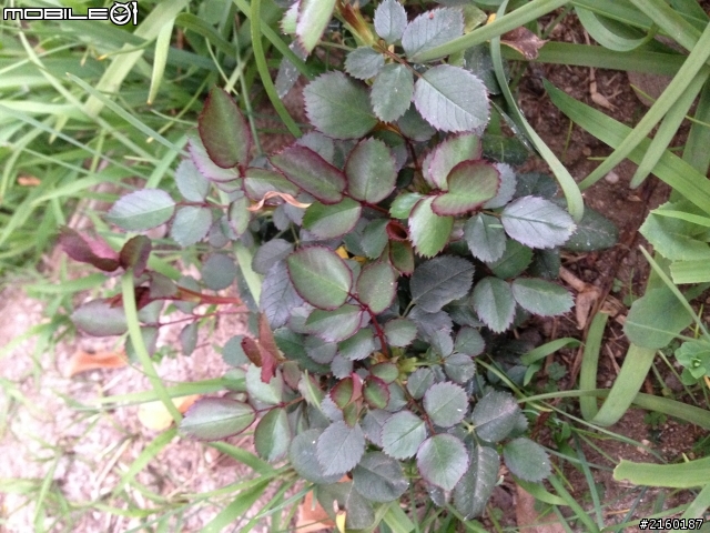 請問這株是什麼植物？謝謝。