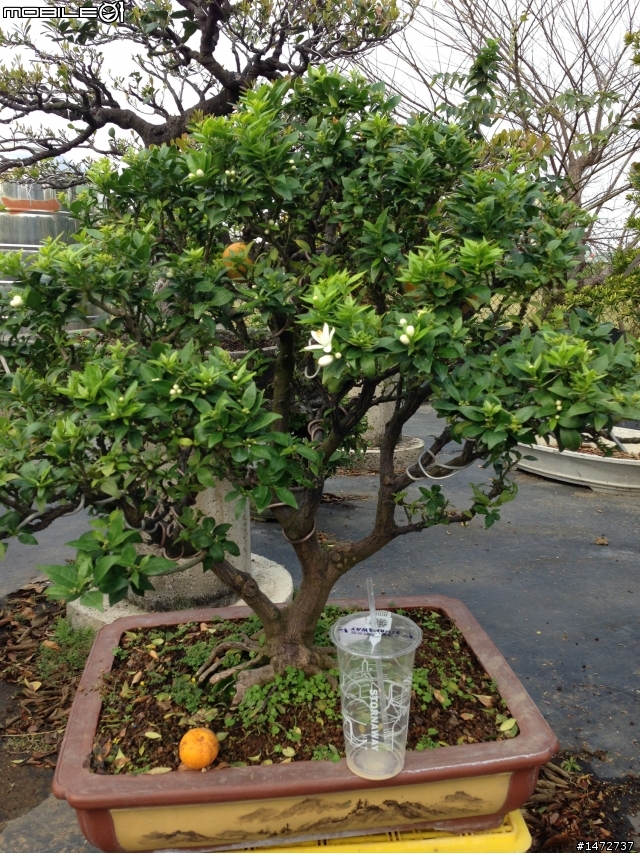 小弟的綠色好朋友！