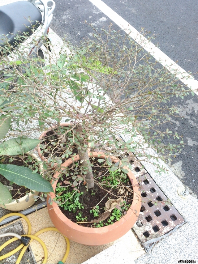 再想請問一下這顆又是什麼樹?