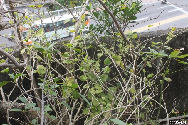 (求名)想請問這些植物的名稱(圖多)