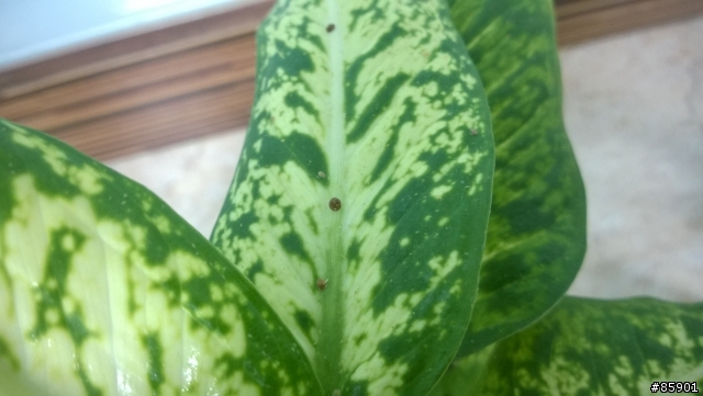 植物上的咖啡色小凸點是生病或是蟲害？