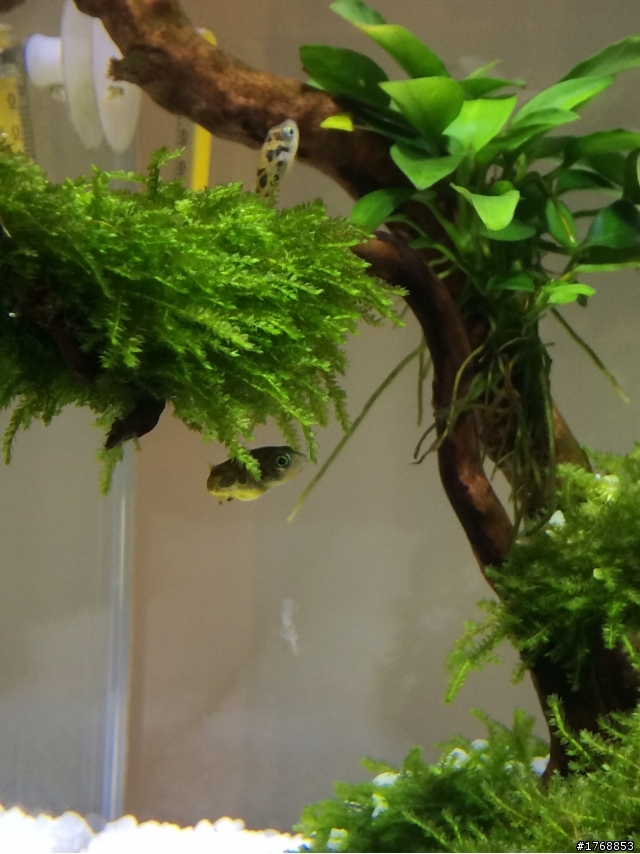 把想養的魚都裝進來了