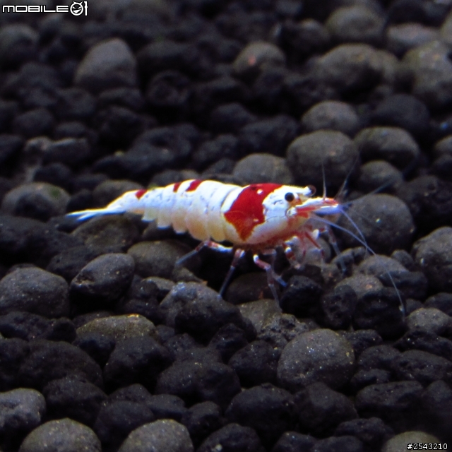 最近買了台,sx510 hs  有些疑問