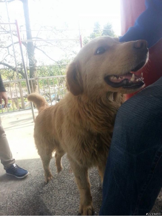 103.1.30撿到一隻黃金獵犬成犬