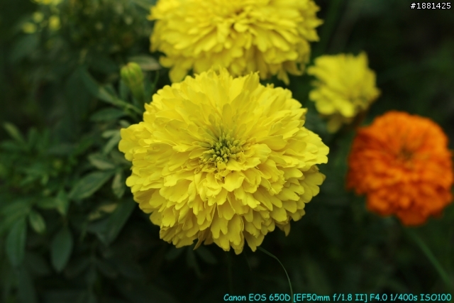 [開箱]這是新盒裝嘛???Canon EF 50mm F1.8 II