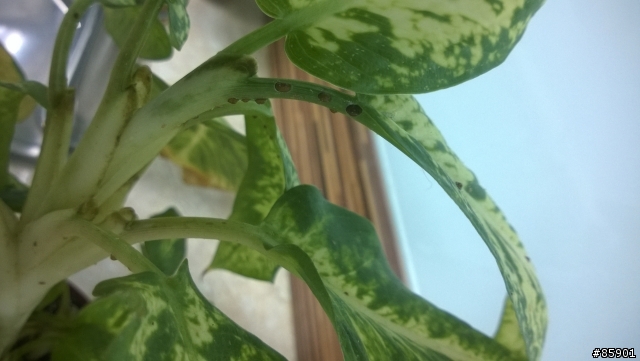 植物上的咖啡色小凸點是生病或是蟲害？