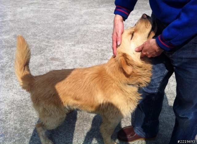 103.1.30撿到一隻黃金獵犬成犬