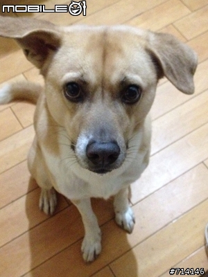 [協尋] 米黃色+白色的中型成犬米克斯(公)台北市萬華區河濱公園內