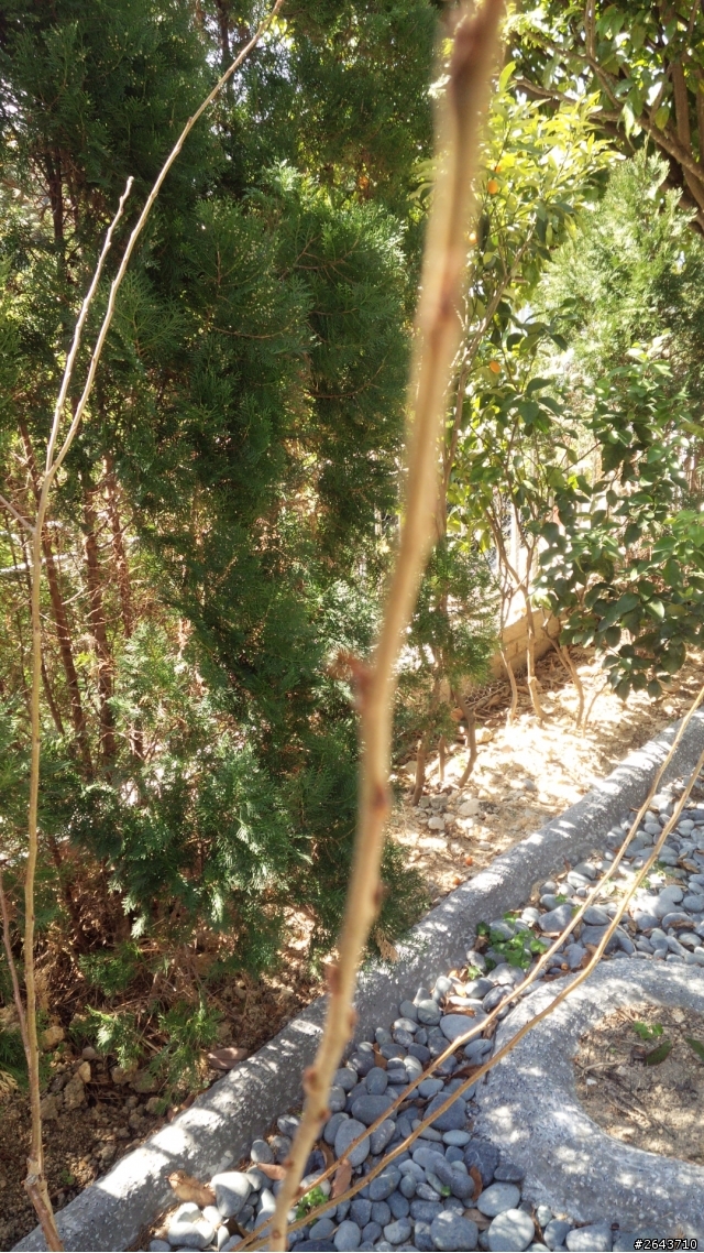 從台灣帶到香港的櫻花(開花問題)