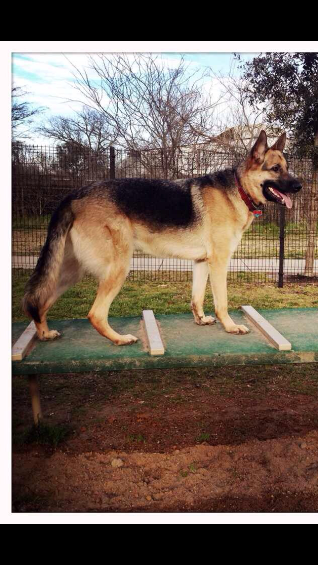 可愛的德國牧羊犬~請大家幫忙看看有甚麼不一樣