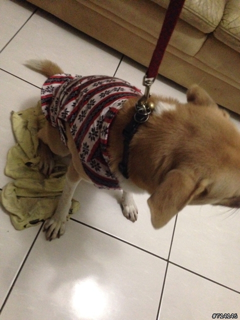 [協尋] 米黃色+白色的中型成犬米克斯(公)台北市萬華區河濱公園內