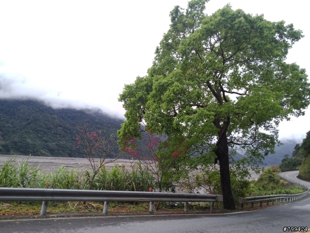 分享一些用PFI照的福山植物園&武陵農場櫻花照片