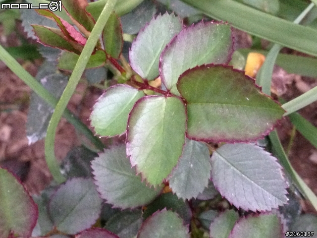 請問這株是什麼植物？謝謝。