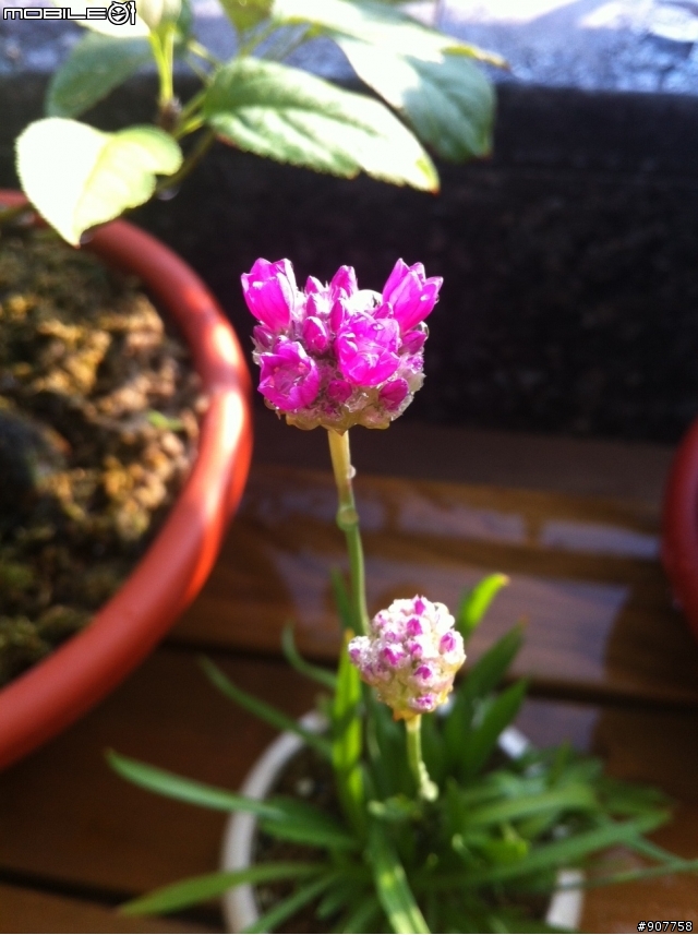 請問小花名