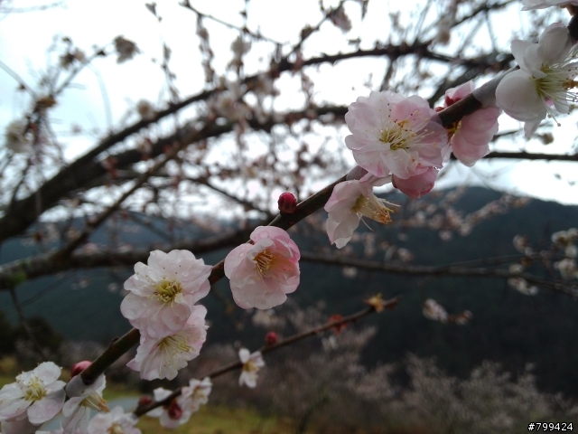 分享一些用PFI照的福山植物園&武陵農場櫻花照片