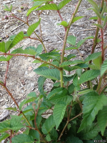 除草時遇到莖上有倒勾的雜草是什麼?
