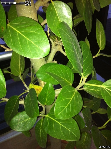 [求助]...這到底是什麼樹?