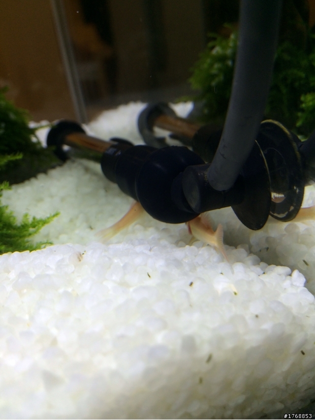 把想養的魚都裝進來了