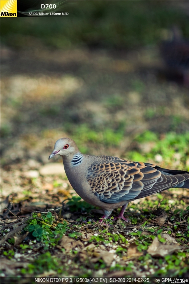 2014-2-24 入手Nikon AF DC-Nikkor 135mm f2D
