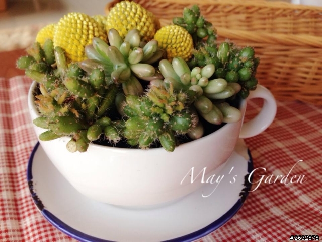 7F迷你花園:多肉植物咖啡杯