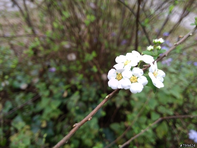 分享一些用PFI照的福山植物園&武陵農場櫻花照片
