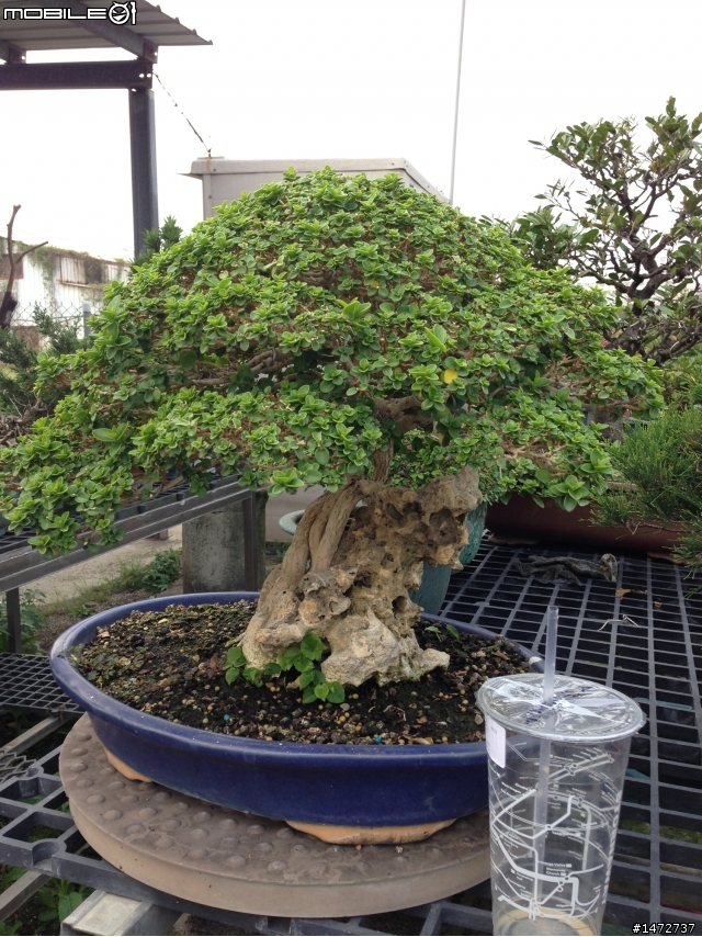 小弟的綠色好朋友！