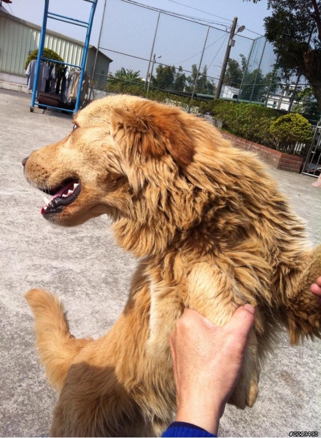 103.1.30撿到一隻黃金獵犬成犬