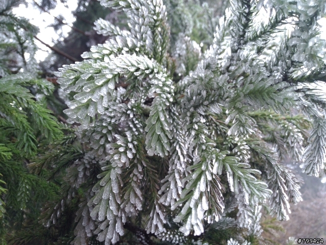 分享一些用PFI照的福山植物園&武陵農場櫻花照片