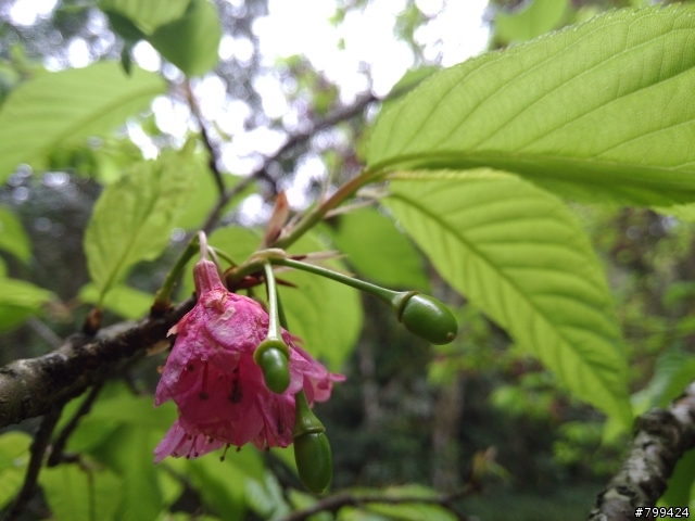 分享一些用PFI照的福山植物園&武陵農場櫻花照片