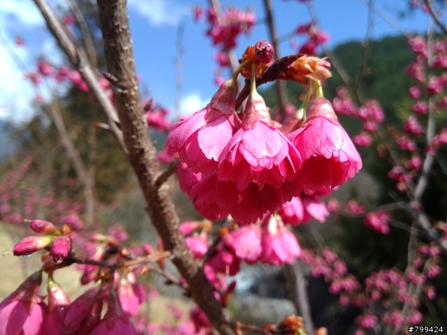 分享一些用PFI照的福山植物園&武陵農場櫻花照片