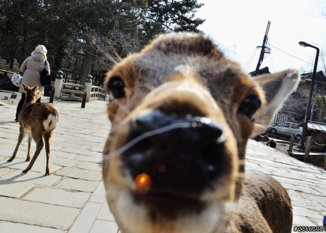 大阪自助旅行 D7000新手拍攝 ( 慎入