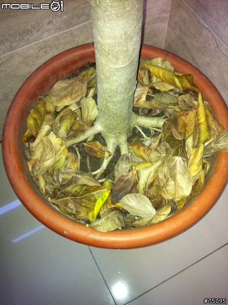 [求助]...這到底是什麼樹?