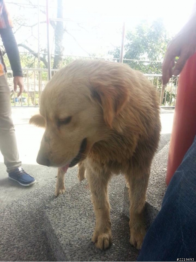 103.1.30撿到一隻黃金獵犬成犬