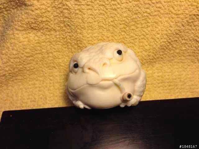 分享 很可愛的象牙金蟾