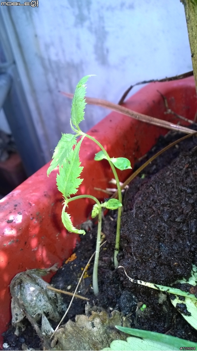 請問神人植物幼苗?