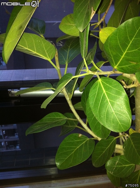 [求助]...這到底是什麼樹?