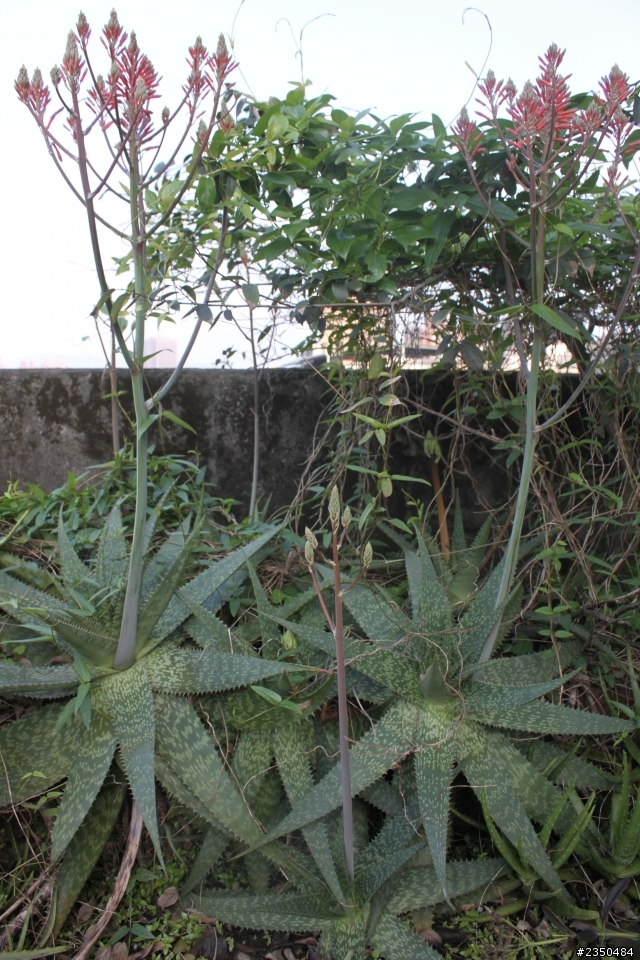 (求名)想請問這些植物的名稱(圖多)