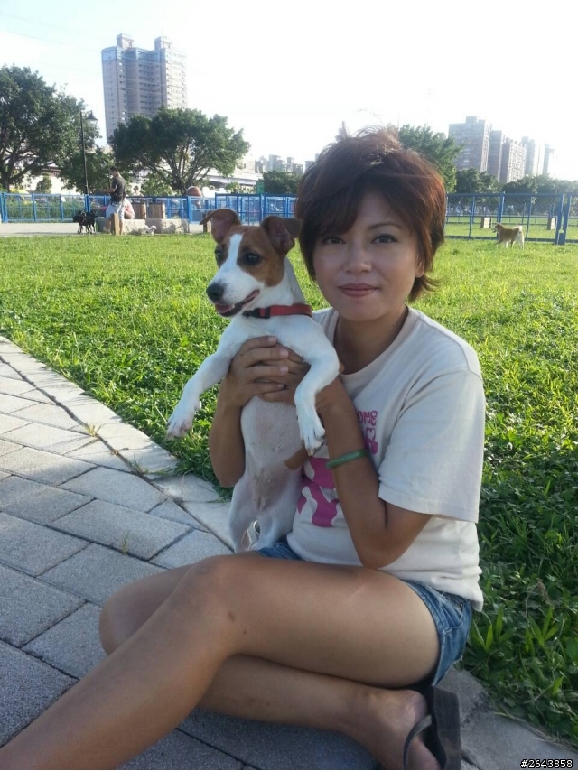 1/31新莊中正路雙鳳路口遺失傑克羅素犬女生