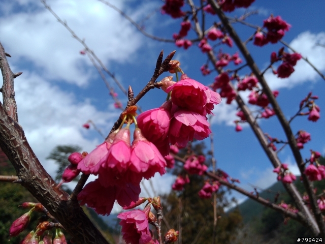 分享一些用PFI照的福山植物園&武陵農場櫻花照片