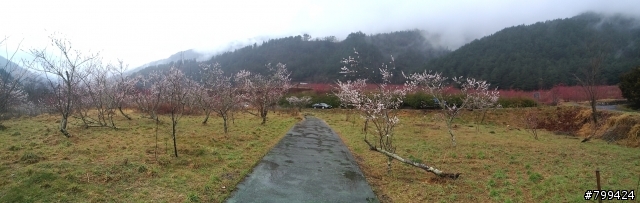 分享一些用PFI照的福山植物園&武陵農場櫻花照片