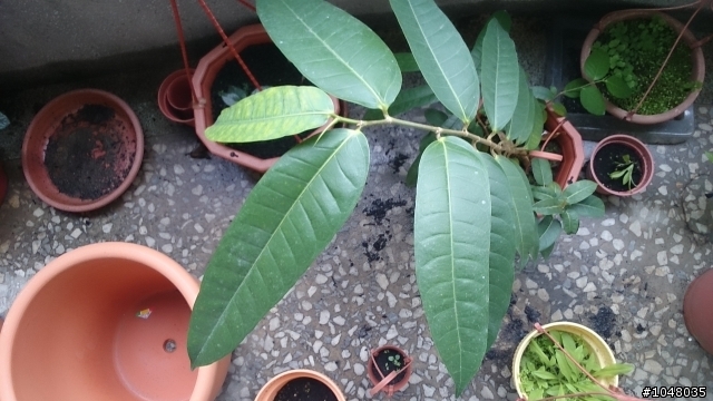 請問各位大大知道這是甚麼植物嗎?